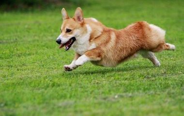 世上最罕见的狗品种图片,全世界狗品种视频