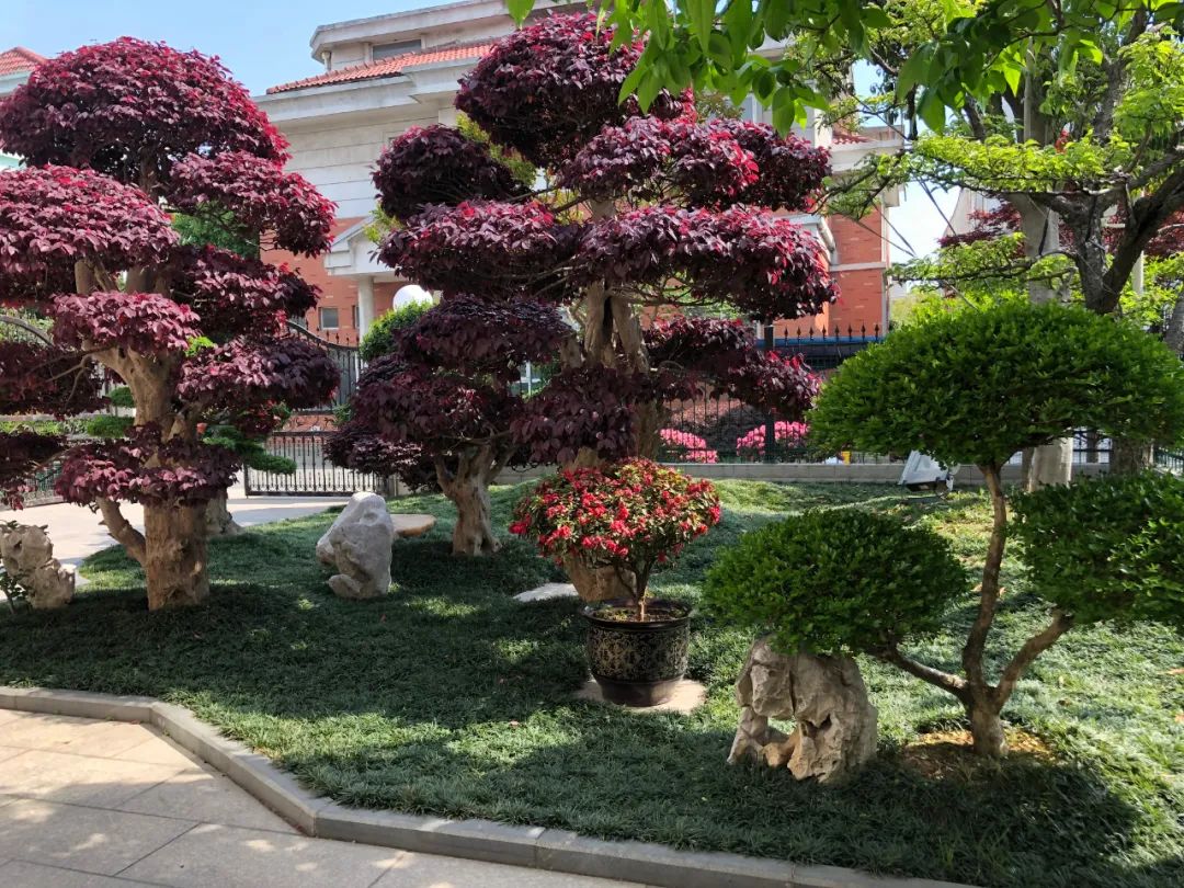 江阴新桥最美庭院,江苏江阴阳台风景