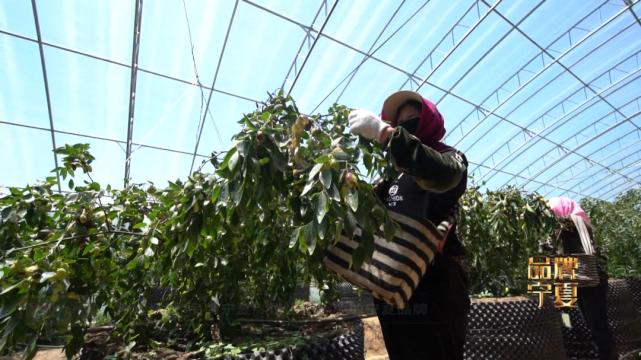 宁夏沙瓤瓜怎么挑,宁夏的灵武长枣和硒砂瓜哪个出名