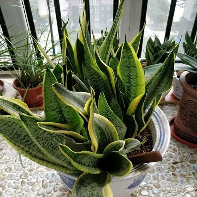 吸毒花怎么养,家庭好养的无毒花