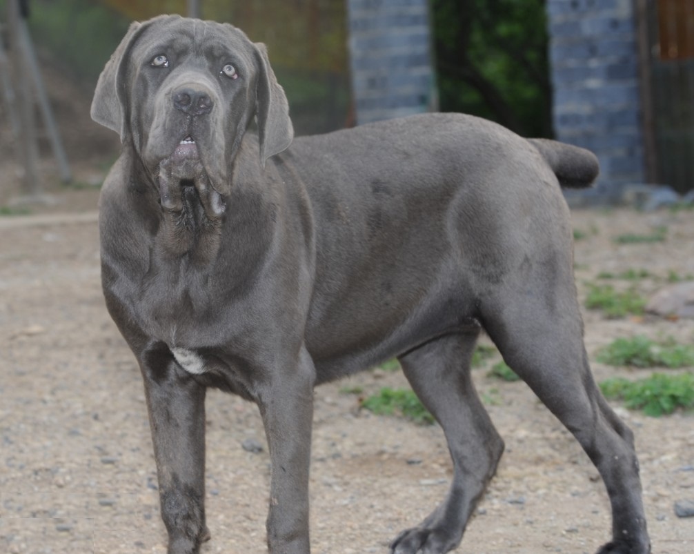 意大利护卫犬卡斯罗犬完美展示,最优秀的护卫犬卡斯罗