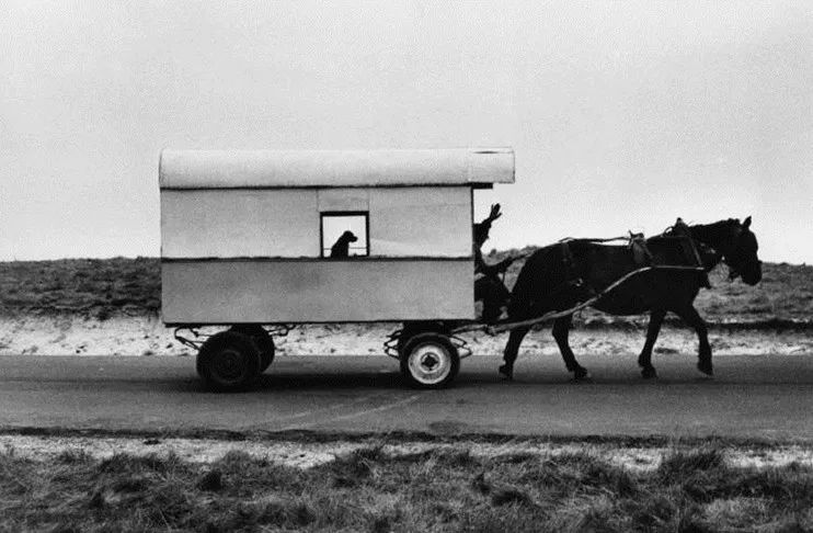 犬的记忆｜世界摄影经典