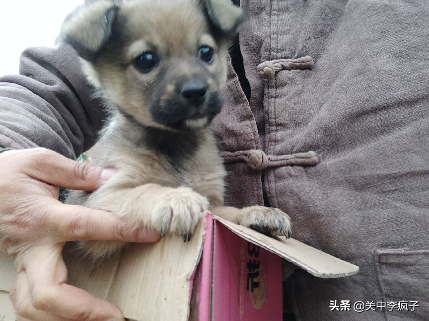 春天来了，这只叫青皮的旺财也来了