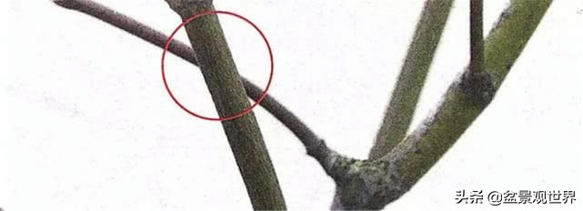 怎样学会修剪果树枝,五分钟学会修剪花树