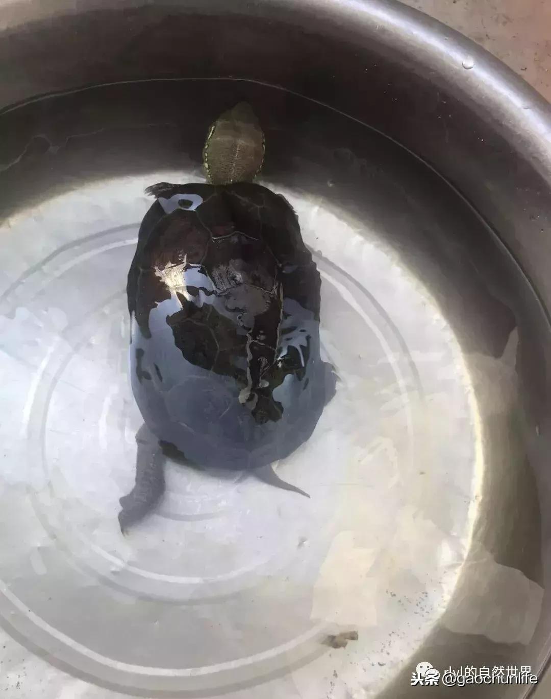 大草龟和小草龟谁好养,变异草龟和草龟的区别