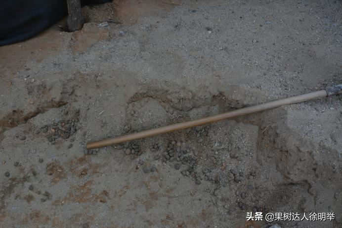 桃树种子播种繁殖的还需要嫁接吗,六月嫁接春季栽的小桃树可以吗