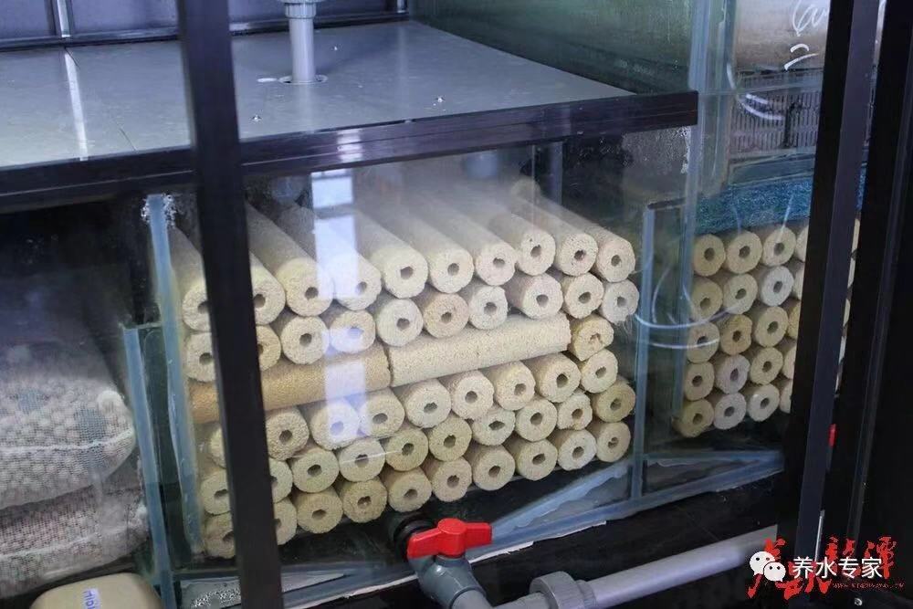 鱼缸养锦鲤鱼技术大全,缸养小锦鲤鱼的基本方法