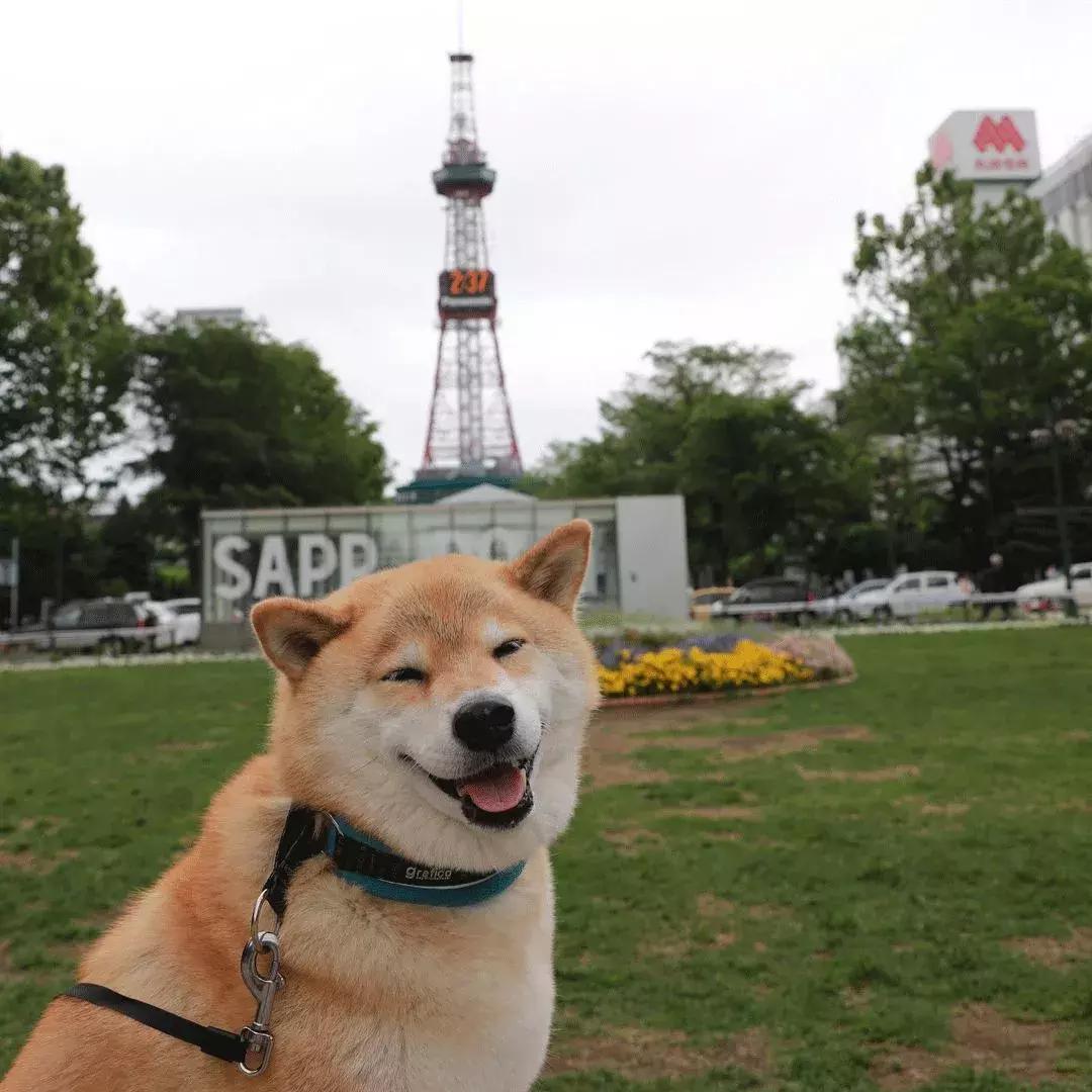 柴犬阶级意识,柴犬成为了门面担当