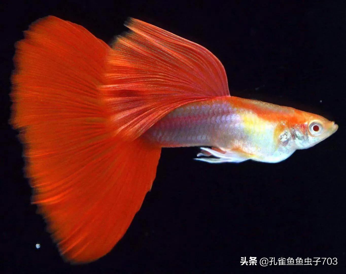 孔雀鱼为什么要剪鳞片养,孔雀鱼剪尾是什么原因