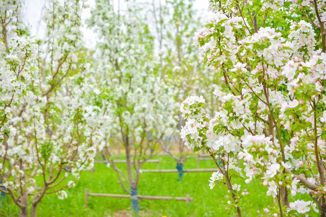春意盎然北京五大公园,北京区级综合性公园