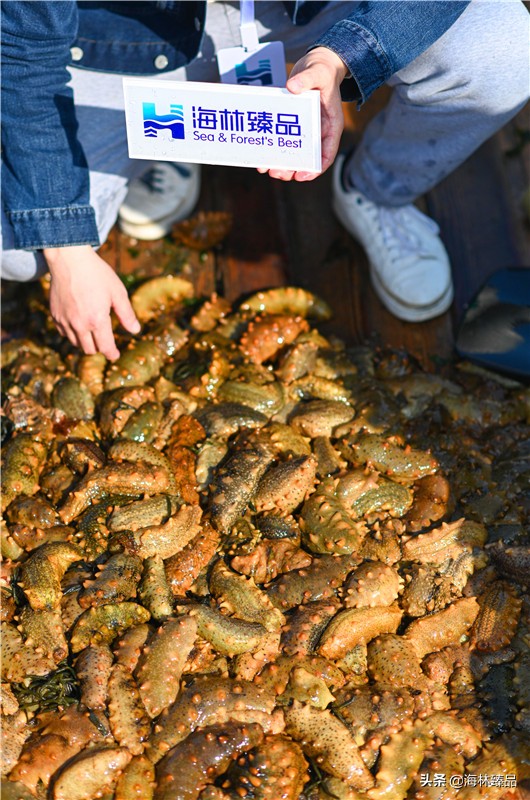 野生海参探店,野生海参采捕视频大全