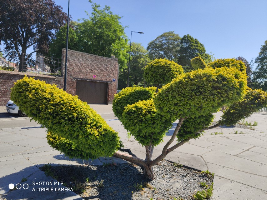 欧洲红豆杉历史,现在的红豆杉树什么样子