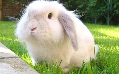 兔子的食性和饮食习性有哪些特点,兔子除吃草外还会吃什么