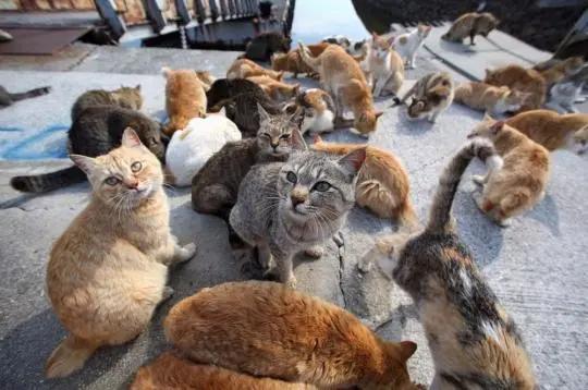 如果不给猫咪做绝育会怎么样,如果不给母猫绝育会生多少