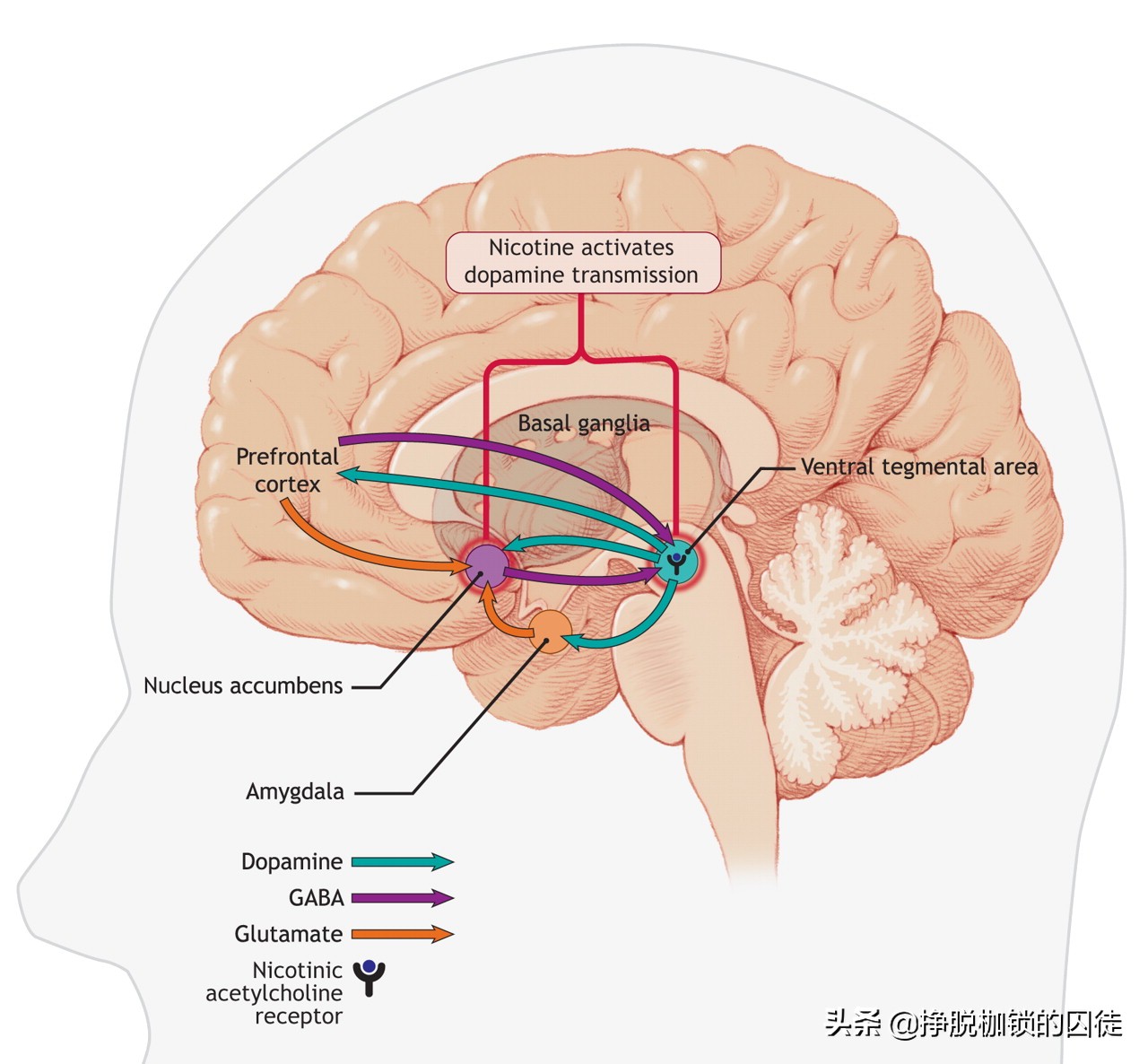 烟瘾是习惯还是依赖,每天抽多少支烟是烟瘾重度依赖