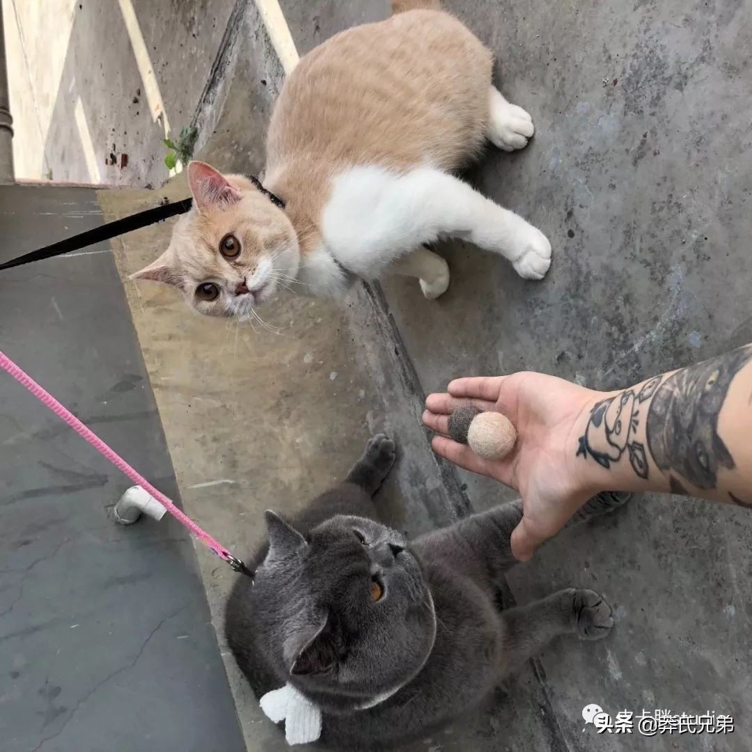 可爱小奶猫刚生出成长日记,一只小奶猫的成长过程