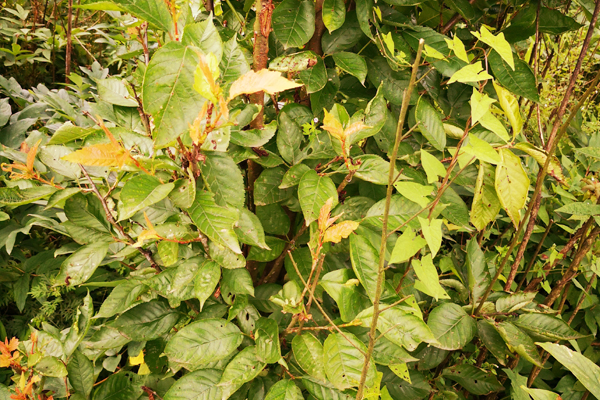 樱桃树缺铁怎么补救最好,樱桃树缺磷有什么症状