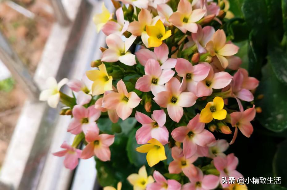 无根不死鸟嫁接长寿花教程,长寿花这样嫁接花期长还不会烂根