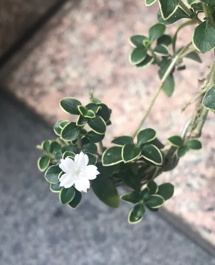 六月雪悬崖桩小盆景,最大的六月雪树桩盆景是什么