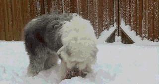 古牧为什么生的多,古牧为什么那么粘人