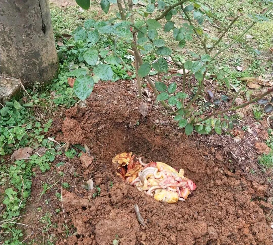 家庭养花的垃圾处理,垃圾养花有哪些好处