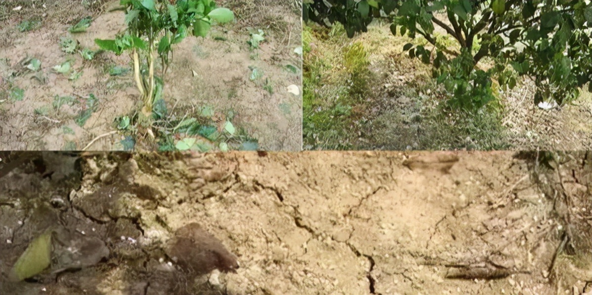 柑橘根部烂根怎么回事,柑橘防治黄叶烂根用什么农药