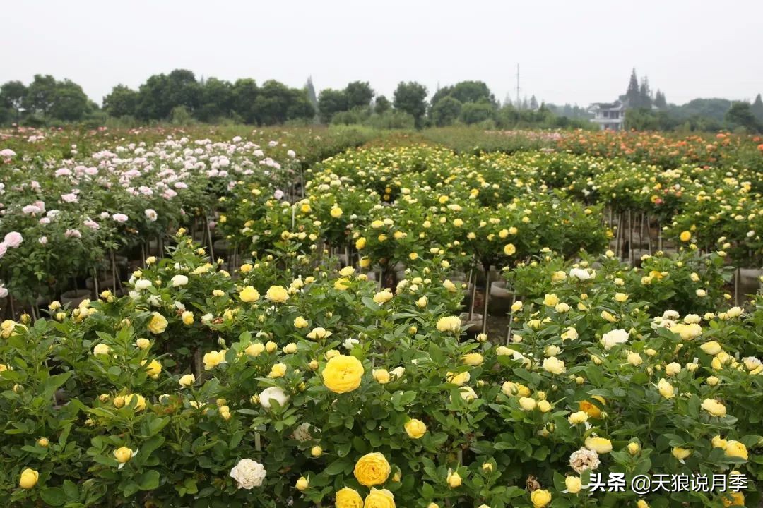 月季偏冠怎么修剪,树月季侧芽怎么补救