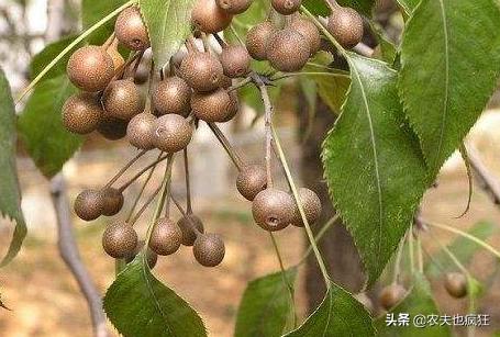 果径不到1CM，曾是农村娃的零食，如今10元一斤，常用来泡酒