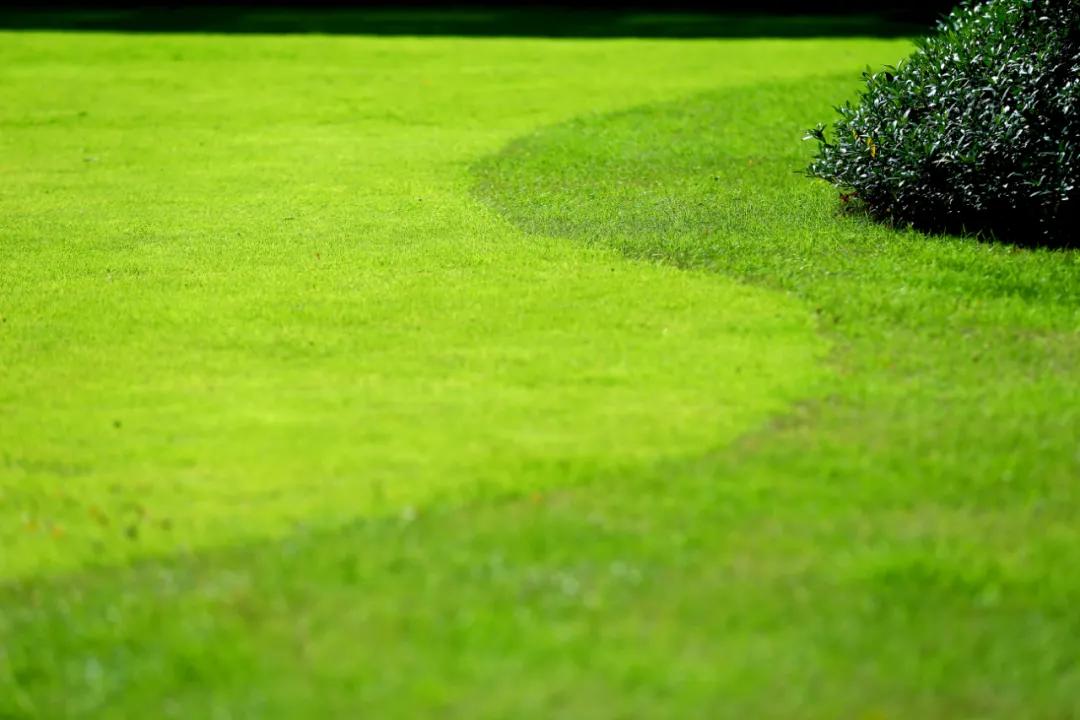 以青蓝之名，新湖重塑上海优雅生活