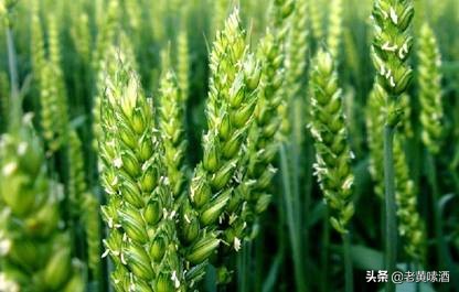 青稞酒与汾酒哪个好喝,老字号青稞酒和黄盖汾酒对比