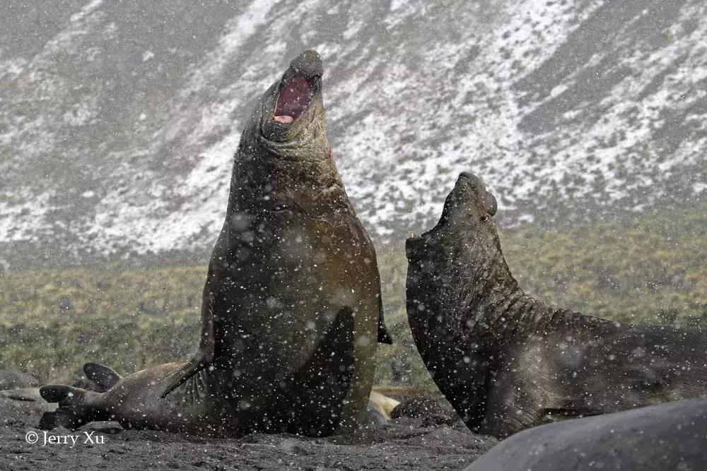 宝典妈妈带你了解国际海豹日,国际海豹日科普
