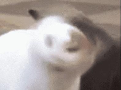 猫狗必备的药,收藏必备药品