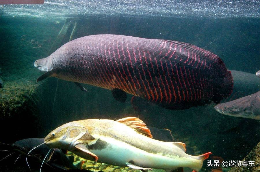 深圳南山区青青世界视频,青青世界深圳热带雨林