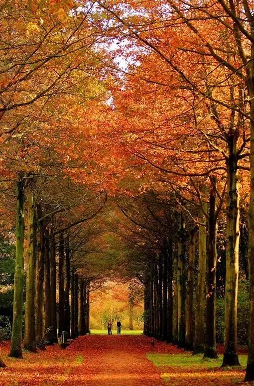 秋天落叶一拍都是一幅画,秋天的景色美得好像一幅画