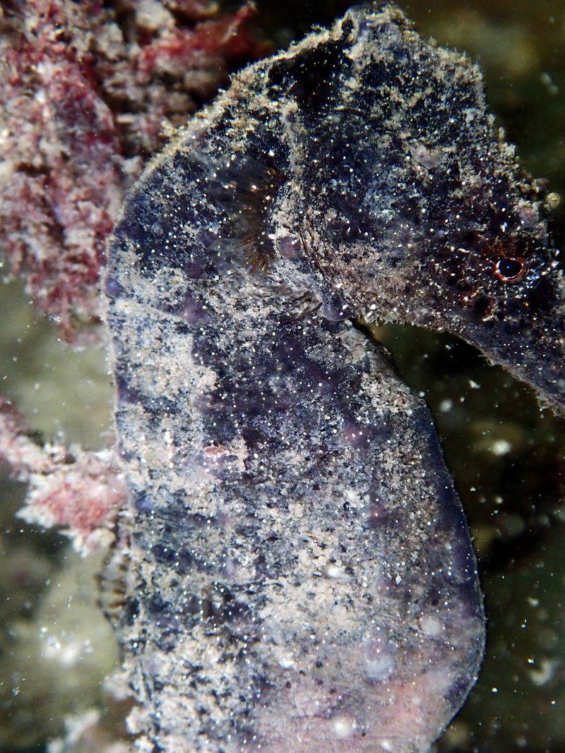 深圳附近海域鱼类大全,深圳海域动物