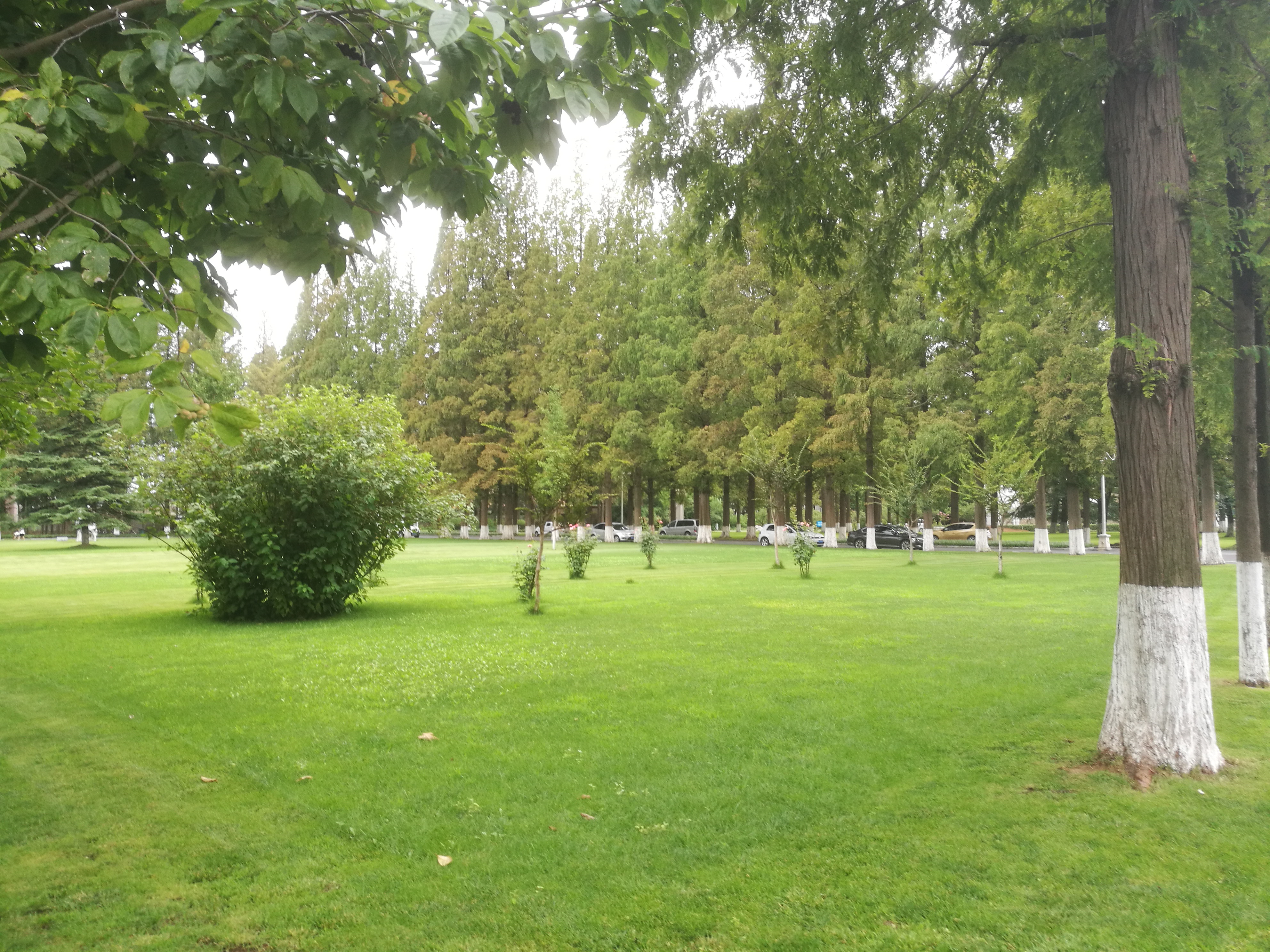 银杏水杉的化石图片,挺拔的水杉