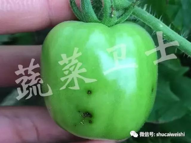 番茄细菌性斑点特别严重怎么办,番茄常见的病害小常识