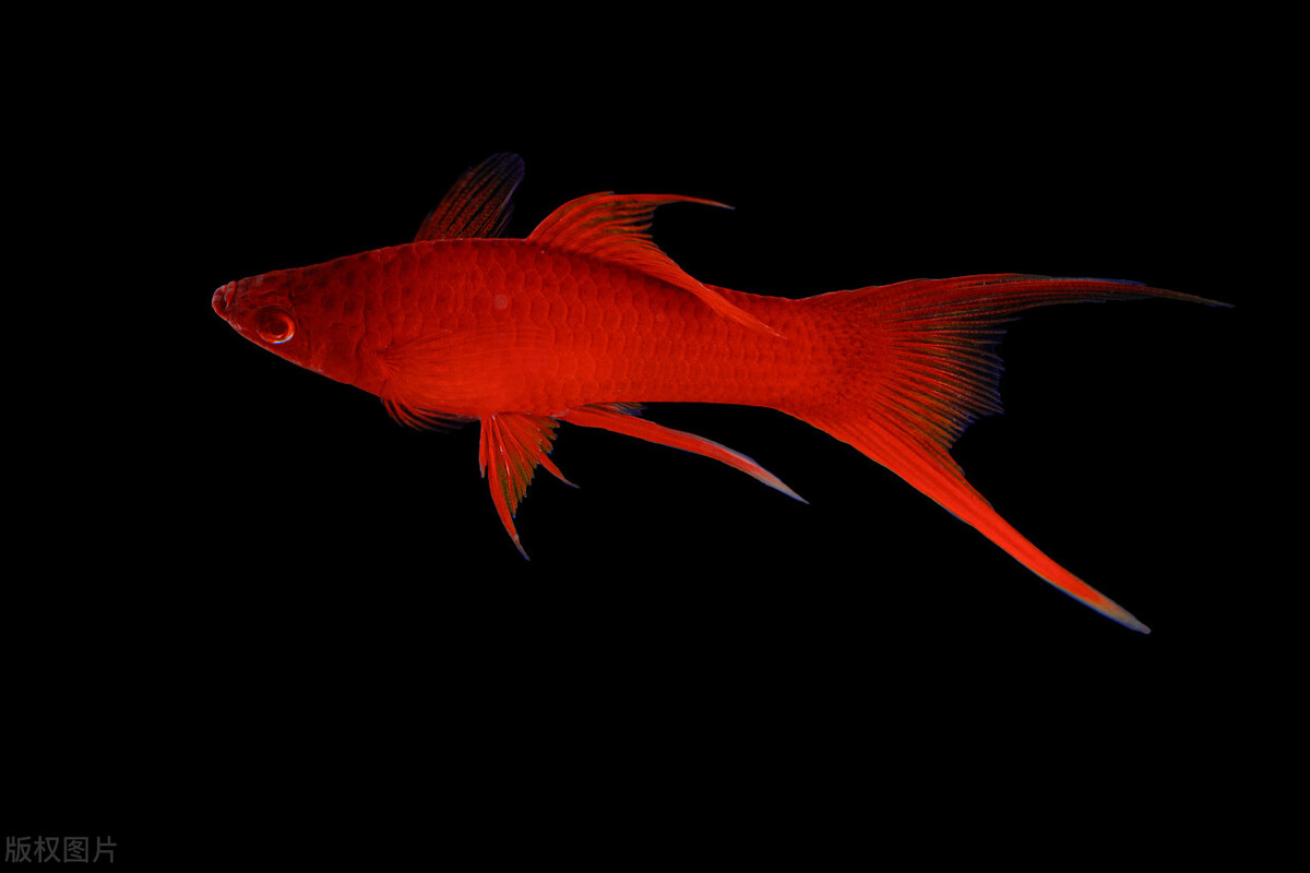 红剑鱼需要怎么养,红剑鱼怎么养才能长久地活下来