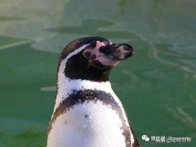 企鹅没有毛还能生活在北极,企鹅没有冰能生活吗