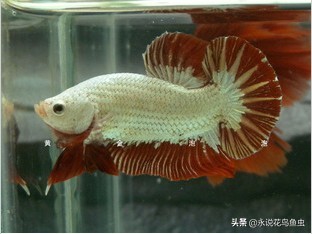 斗鱼哪个品种好养活,斗鱼品种哪个好养