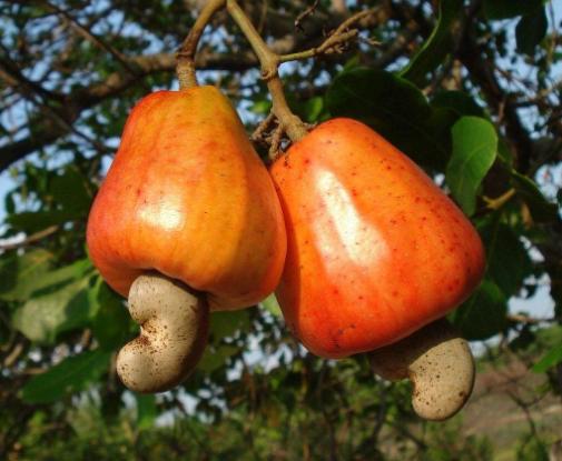 腰果原来的果是怎样的,腰果的原始形态