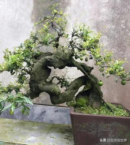 金弹子来芽后怎么管理,金弹子芽接的正确方法