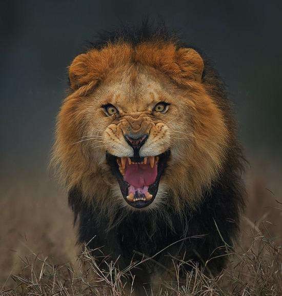 狮子被铁索束缚、棍棒训练、断趾磨牙,逃脱后两代狮王以人为食