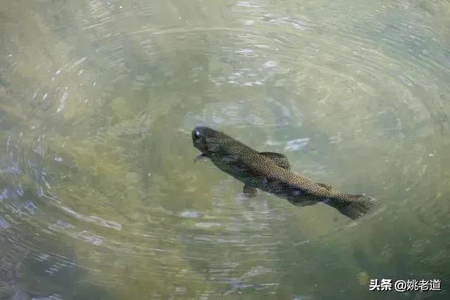 钓鱼什么酒米最好用,酒米钓鲫鱼好用吗
