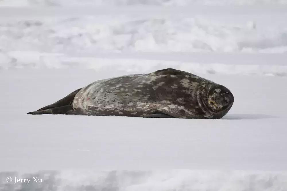 宝典妈妈带你了解国际海豹日,国际海豹日科普
