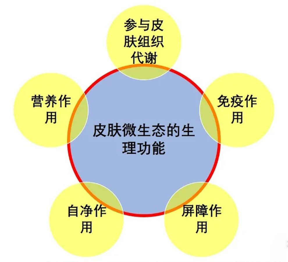 人体皮肤菌群重建技术迎来全新突破