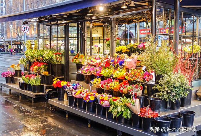 如何买到正版欧月？月季购买防骗手册，几招鉴定欧月，拒绝小白花