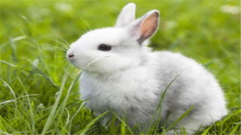 幼兔怎么养大,幼兔怎么养才能养活