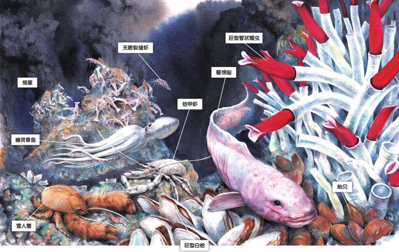 450度高温下虾怎么吃,海底450度的虾怎么煮熟