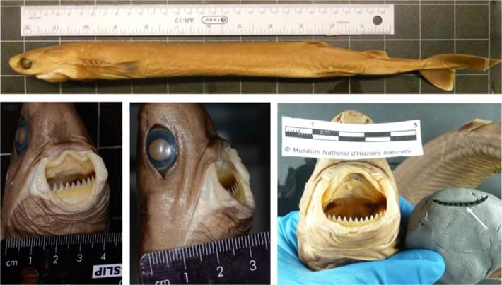 身长才50厘米的达摩鲨究竟有多狂,巨齿鲨有多恐怖一口能咬死鲸鱼